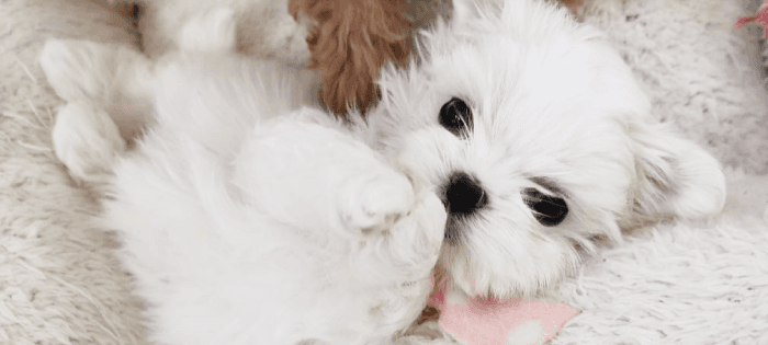 ドッグガーデンシュシュの犬舎で過ごすわんちゃんたち