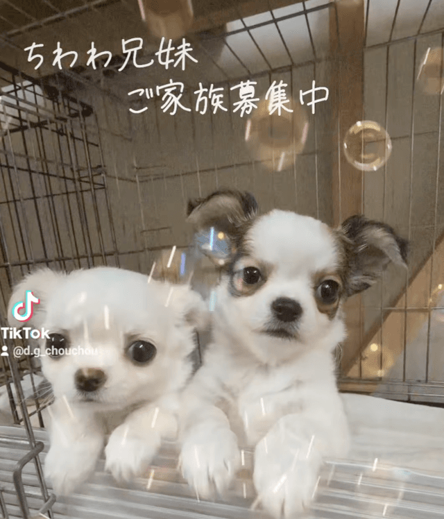 チワワの兄妹
