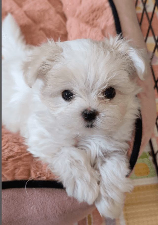 白いふわふわの仔犬
