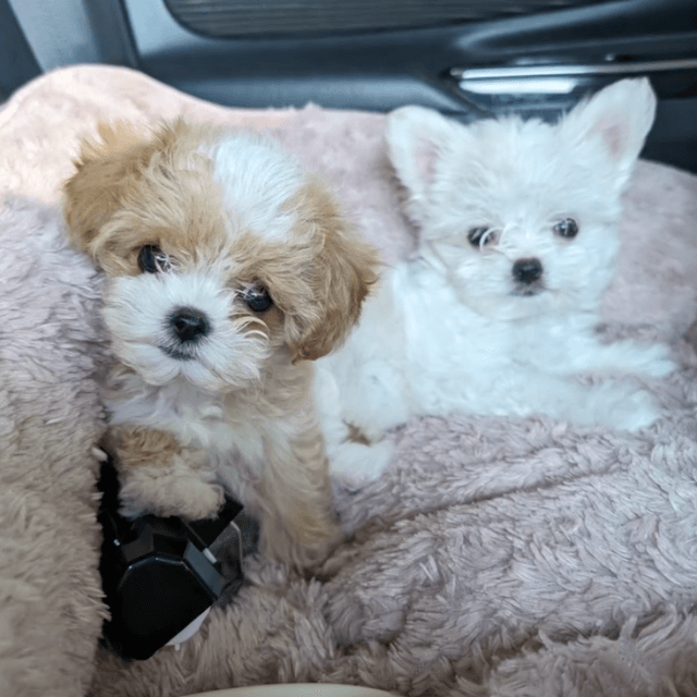 毛布の上でくつろぐ仔犬