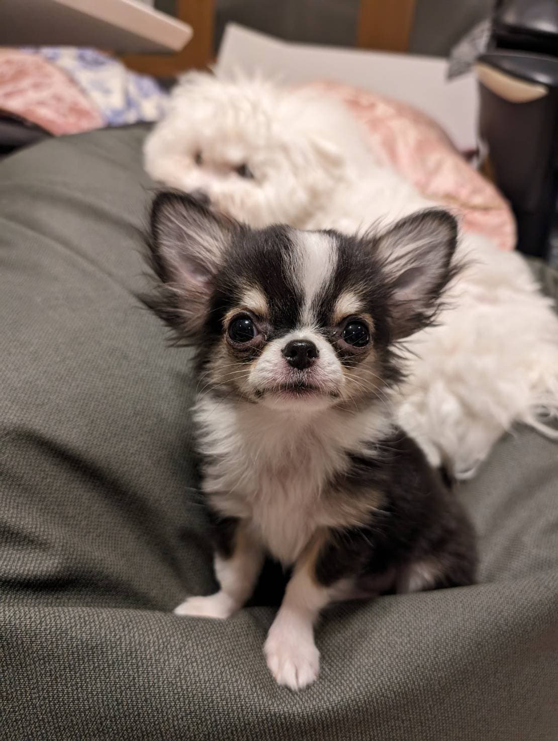 こちらを見つめるチワワの仔犬