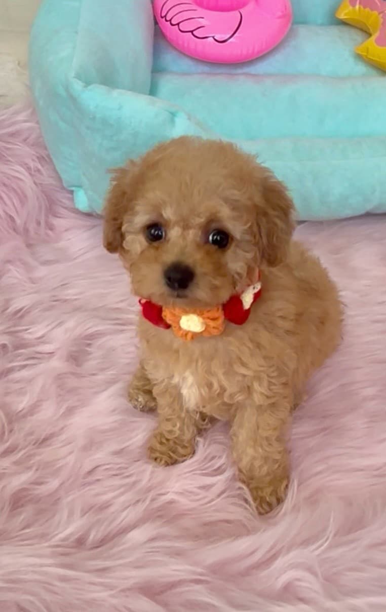 トイプードルの仔犬